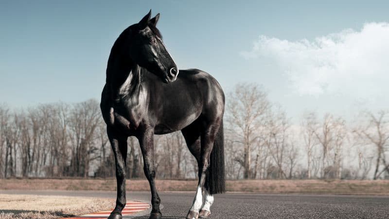 Black horse Race track Wallpaper