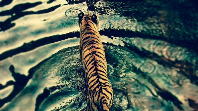 Tiger Walking Wallpaper