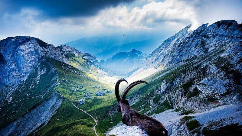 Mount Pilatus Goat Wallpaper