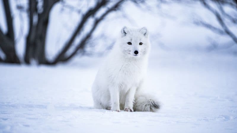Arctic fox White wolf Wallpaper
