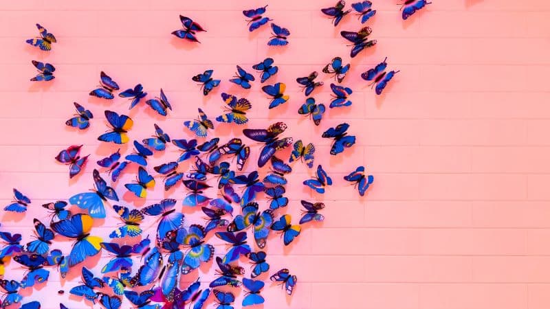 Blue butterfly Pink background Wallpaper