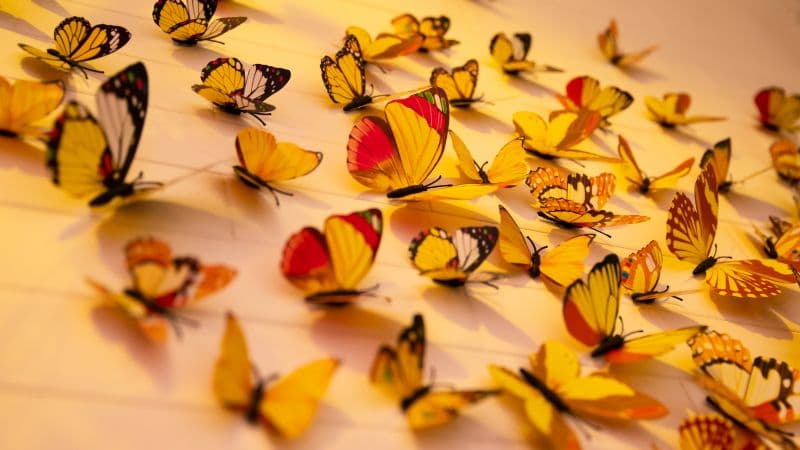 Colorful butterflies Aesthetic Wallpaper
