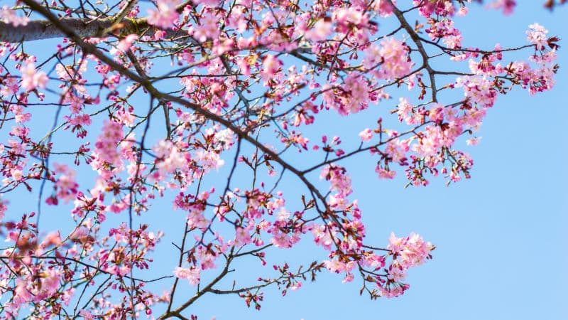 Cherry blossom Spring Wallpaper