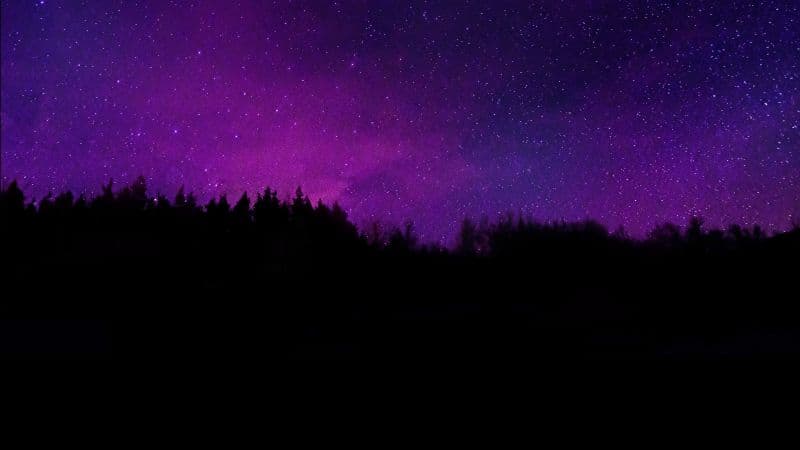 Trees Silhouette Wallpaper
