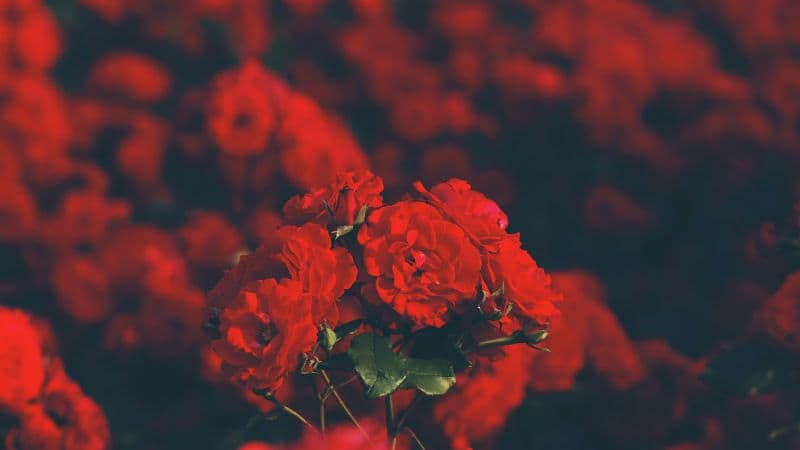 Red flowers Floral Wallpaper