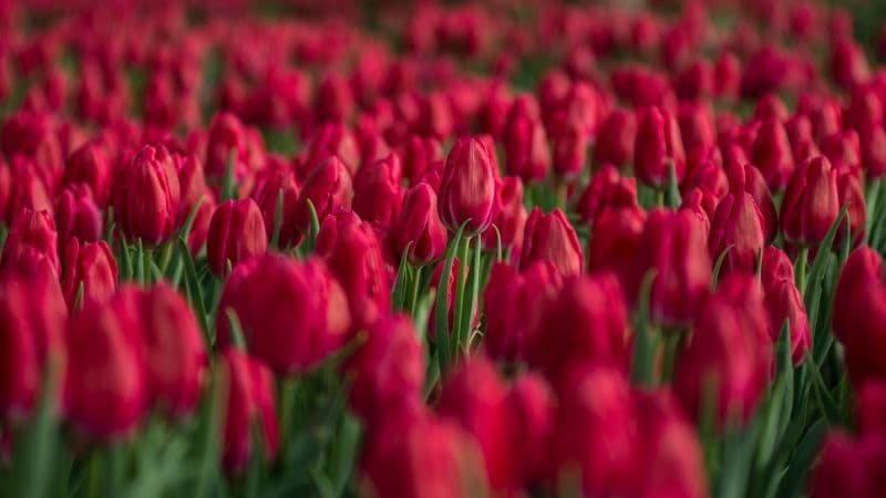 Red Tulips Tulips field Wallpaper