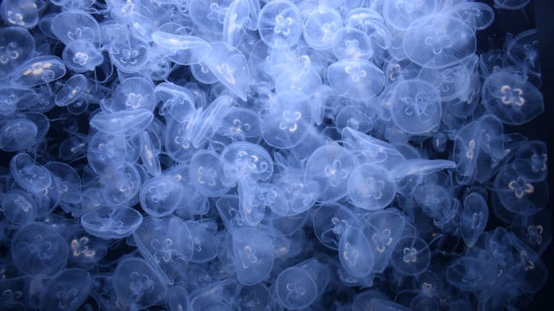 Jellyfishes Sea Life Wallpaper