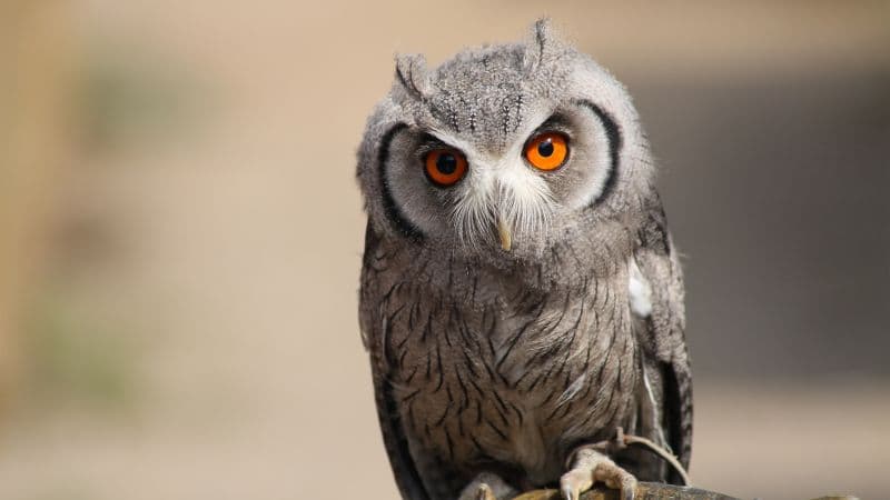 Zwergeule Owl Wallpaper