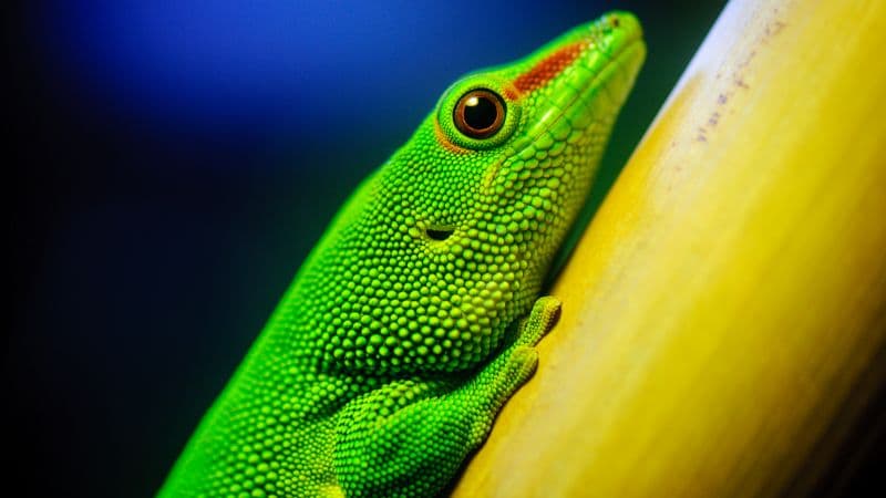 Green Lizard Closeup Wallpaper