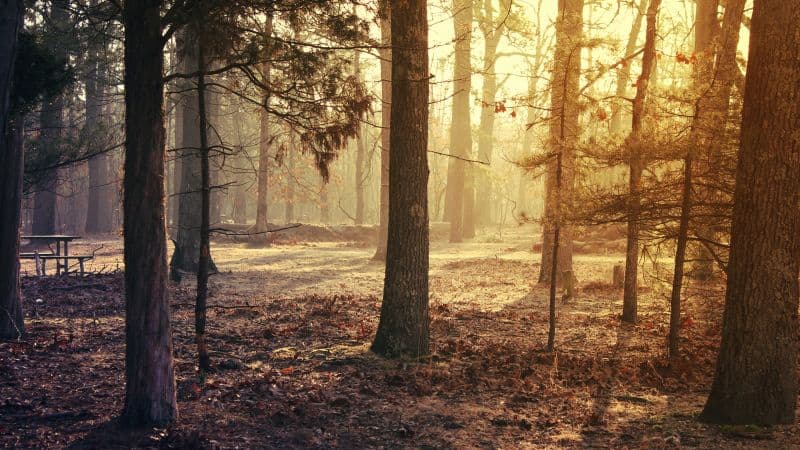 Forest Trees Sunrise Wallpaper