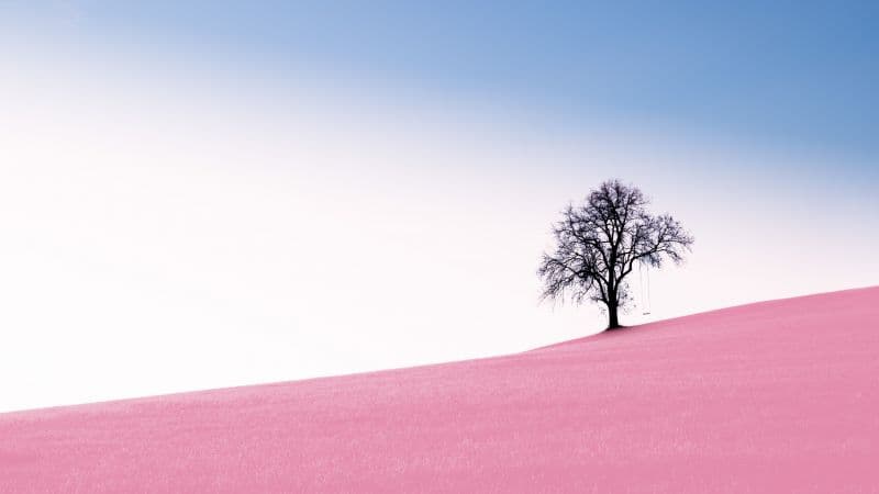 Solitude Tree Clear sky Wallpaper