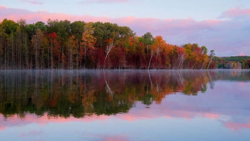 Autumn trees Forest Wallpaper