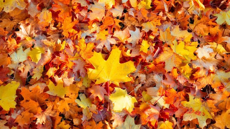 Maple leaves 5K Wallpaper