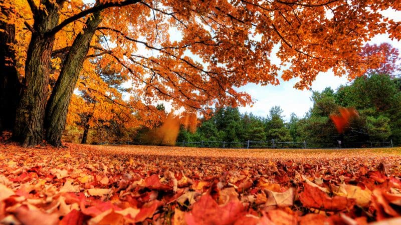 Maple tree Autumn leaves Wallpaper