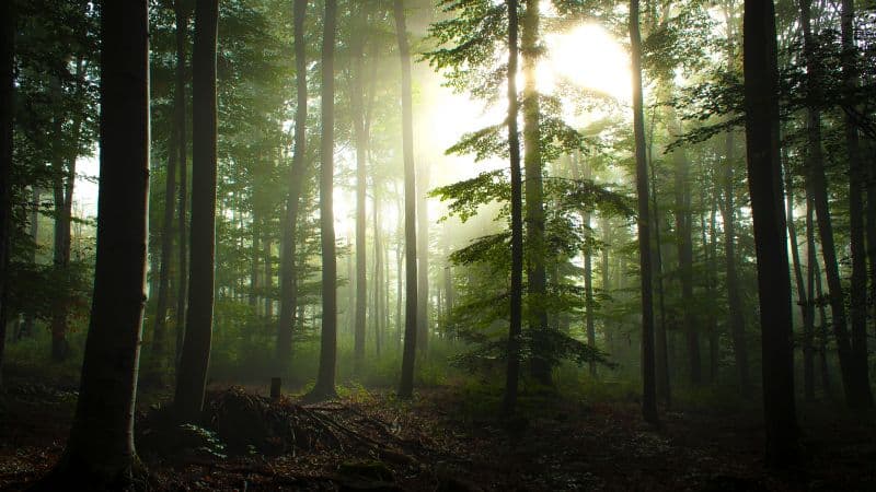 Forest Trees Early Morning Wallpaper