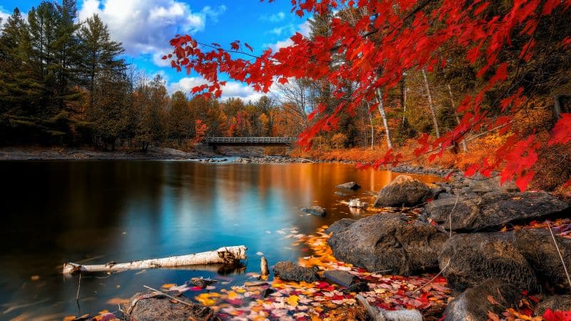 Autumn Forest Landscape Wallpaper