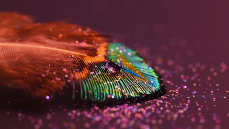 Peacock feather Aesthetic Wallpaper