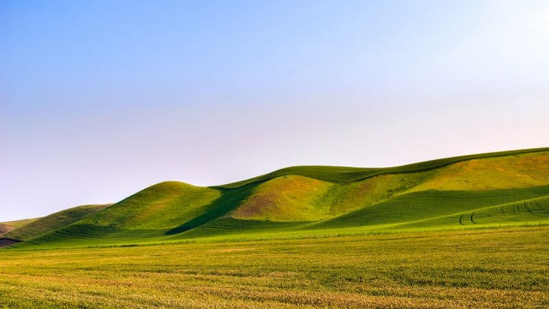 Great Field Dunes Green Meadow Wallpaper