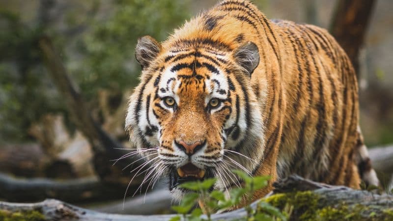 Bengal Tiger Big cat Wallpaper