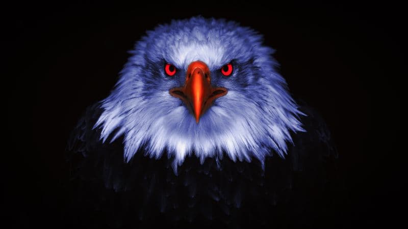 Eagle Bird of prey Wallpaper
