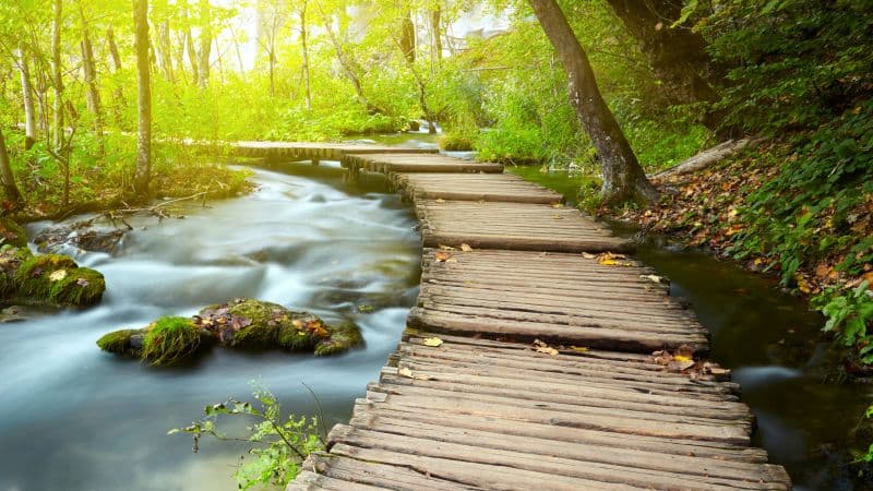 Wooden pier Forest Wallpaper