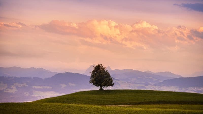 Solitude Tree Green Meadow Wallpaper