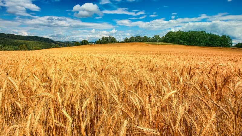 Golden fields Crop Wallpaper
