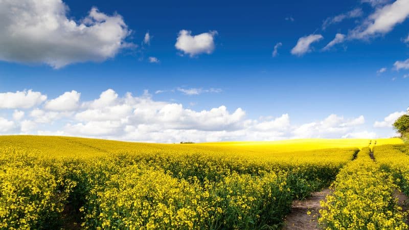 Rape fields Yellow flowers Wallpaper