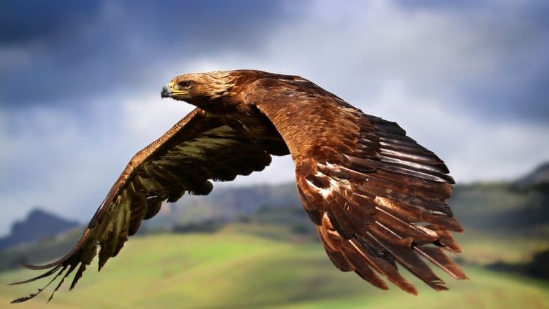 Raptor Birds of Prey Wallpaper
