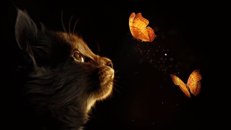 Kitten Cat Wallpaper