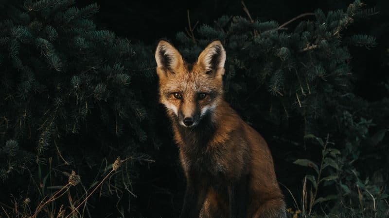 Brown Fox Green Grass Wallpaper