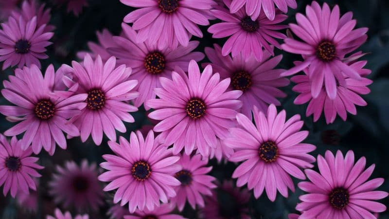 Pink Daisies Spring Wallpaper