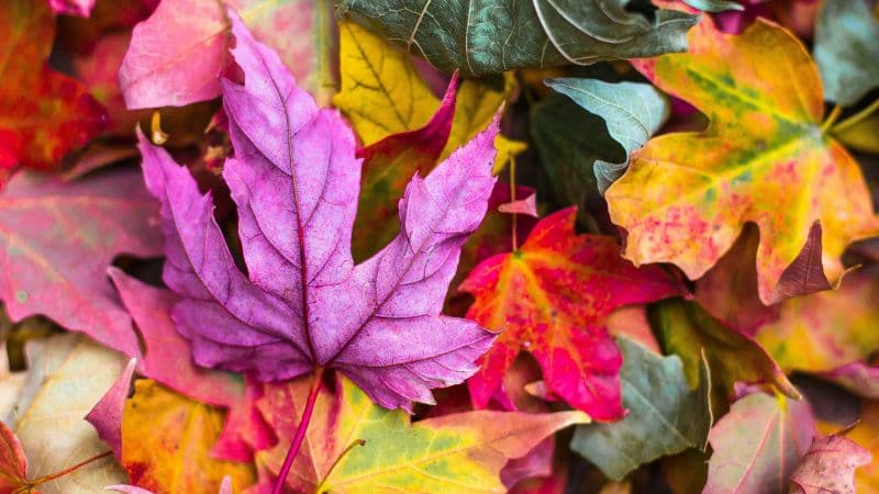 Maple leaves Purple leaf Wallpaper