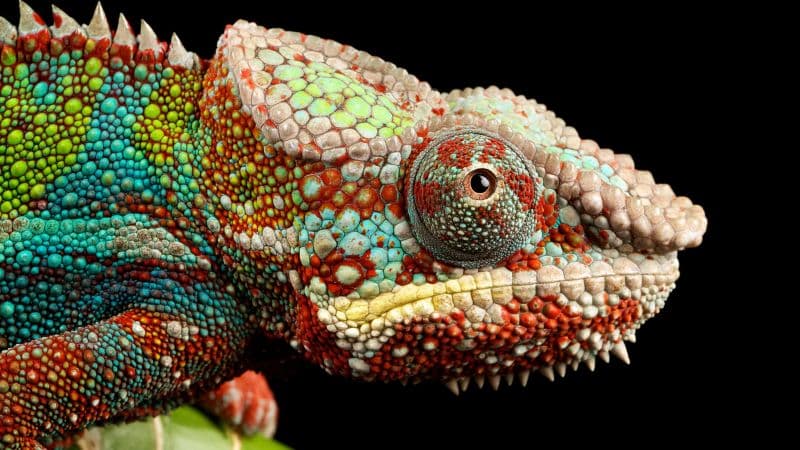 Chameleon Lizard Wallpaper