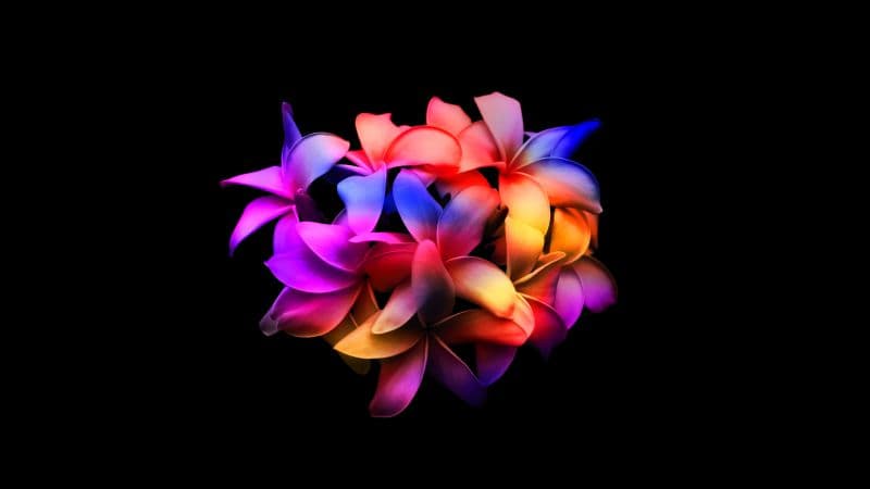 Plumeria flowers Colorful Wallpaper