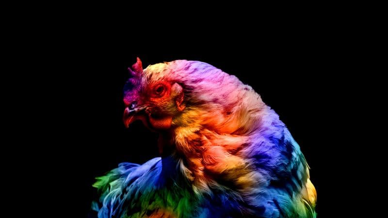Chicken Colorful Wallpaper
