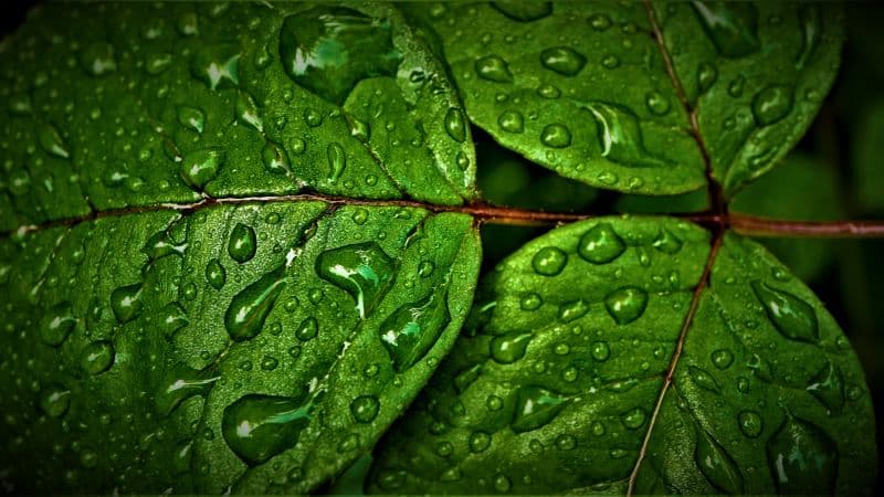 Green leaves Wet Wallpaper