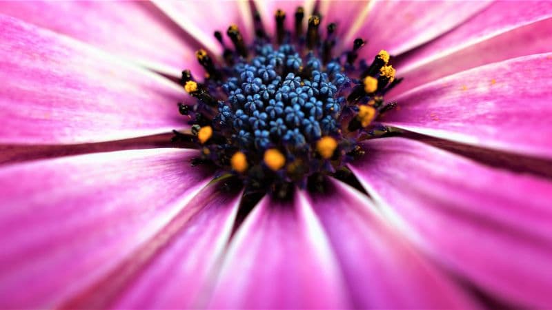 Pink Daisy Closeup Wallpaper