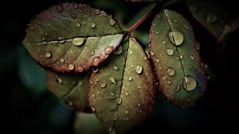 Wet Leaves Rainy Weather Wallpaper