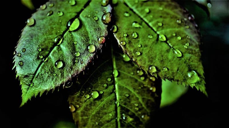 Green leaves Pattern Wallpaper