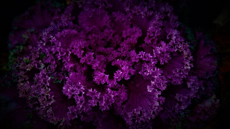 Purple Plant Dark background Wallpaper