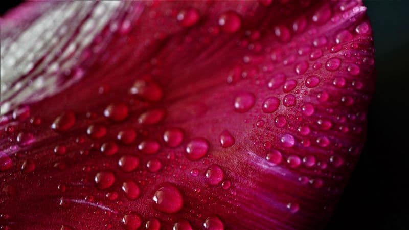 Pink Tulip Petal Tulip flower Wallpaper
