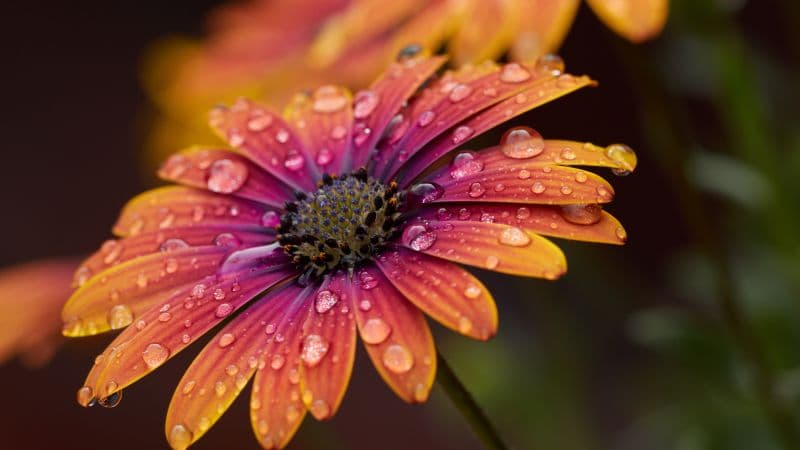 Orange Daisy Closeup Wallpaper