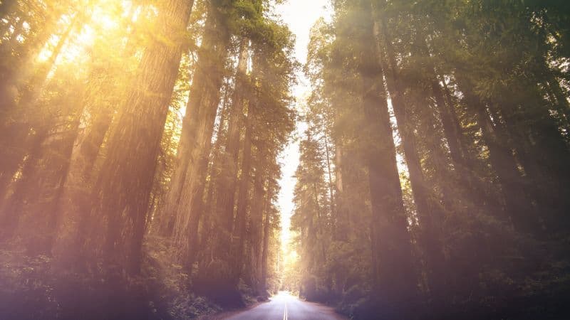 Redwoods National Park California Wallpaper