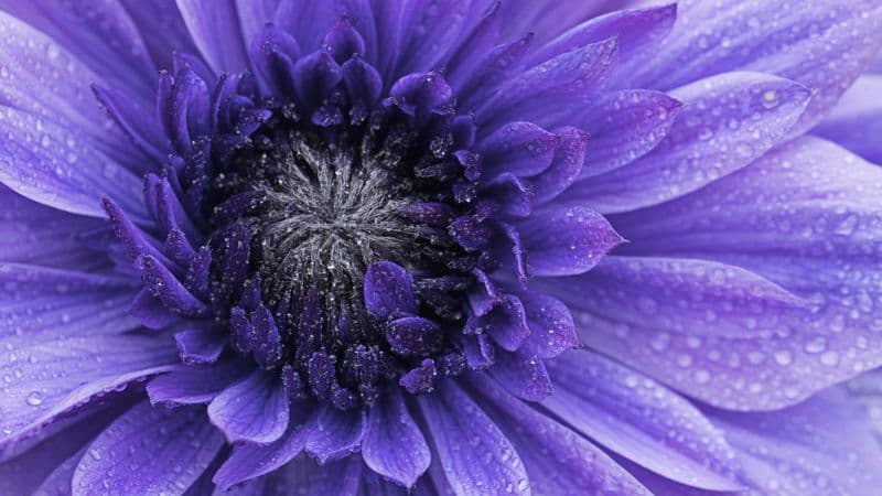 Violet flowers Closeup Wallpaper