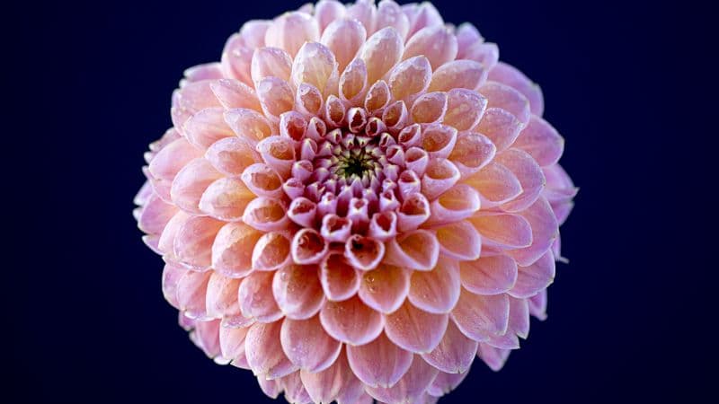 Chrysanthemum flowers Pink flower Wallpaper