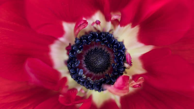 Red flower Closeup Wallpaper