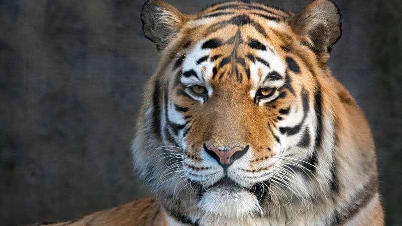 Bengal Tiger Portrait Wallpaper