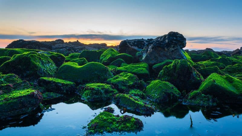 Seashore Green Rocks Wallpaper