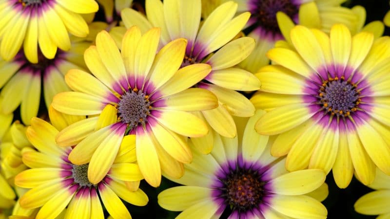Yellow Daisies Blossom Wallpaper